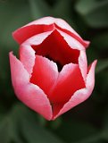 25 Tulipa rossa